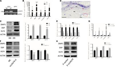 circKLF4 Upregulates Klf4 and Endoglin to Promote Odontoblastic Differentiation of Mouse Dental Papilla Cells via Sponging miRNA-1895 and miRNA-5046